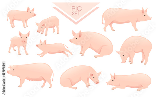 Set of cute adult pig farm animal cartoon animal design vector illustration isolated on white background © An-Maler