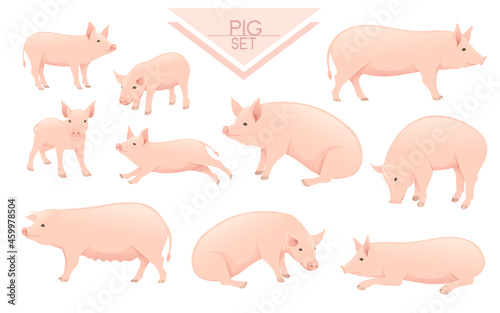 Set of cute adult pig farm animal cartoon animal design vector illustration isolated on white background
