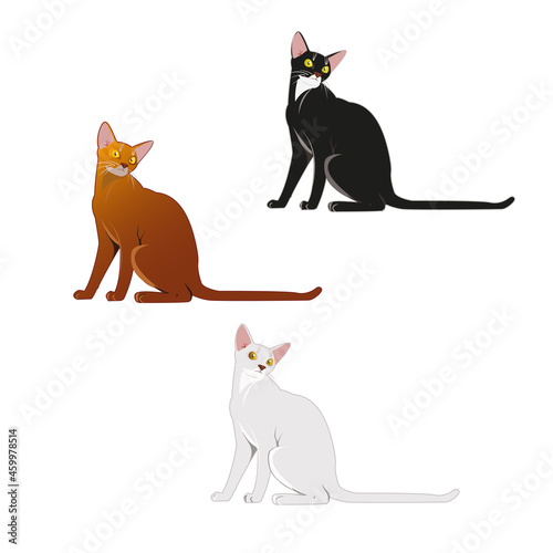 Sitting cute cats of three different colours (black, orange brown and white) isolated