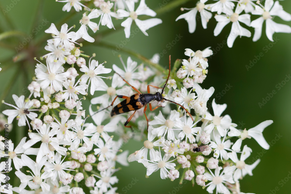 Longhorn Beetle Strangalia attenuata on white blossom Longhorn Beetle Strangalia attenuata on white blossom