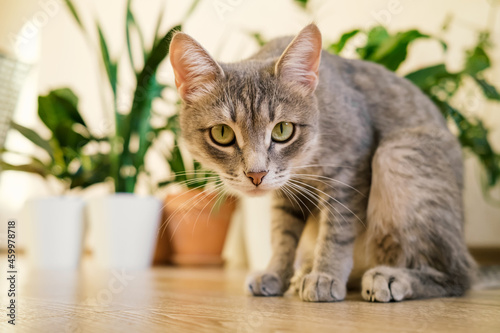 A adult gray cat sits on the floor in an apartment against a background of green indoor flowers.