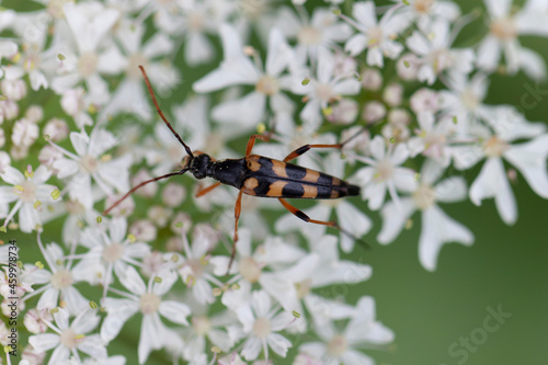 Longhorn Beetle Strangalia attenuata on white blossom photo