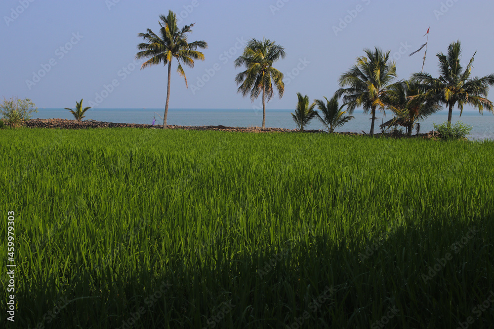Rice fields with clear blue sky and coconut tree in the morning near the Loji beach Sukabumi, Indonesia. Rice fields with clear blue sky and coconut tree in the morning near the Loji beach Sukabumi, Indonesia.