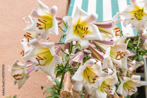 Lilium black dragon (lilium leucanthum) flowers photo