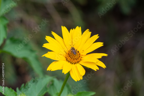 fly and heliopsis blooms beautifully on the lawn. High quality photo