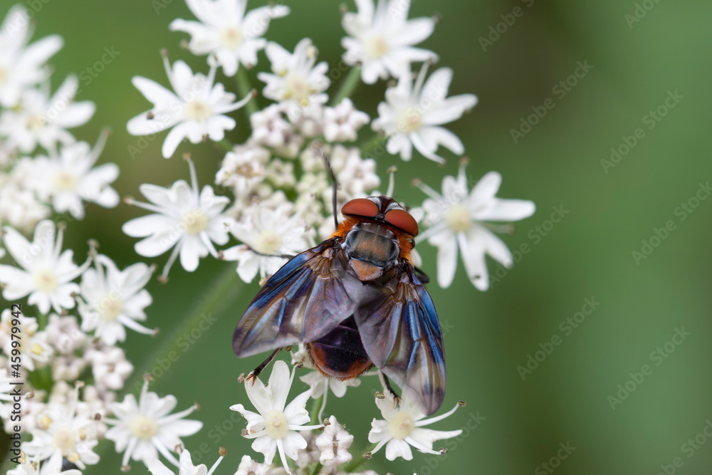 Tachinidae Fly Phasia hemiptera on white blossom Tachinidae Fly Phasia hemiptera on white blossom