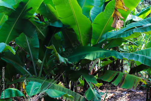 Tropical green banana leaves in the garden. Banana leaves background
