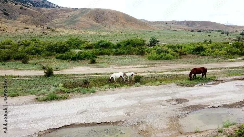Herd of horses on the field equine equestrian outdoor summer landscape Mare, color animals. Rural herd young outside Herd of horses on the field equine equestrian outdoor summer landscape Mare, color animals. Rural herd young outside