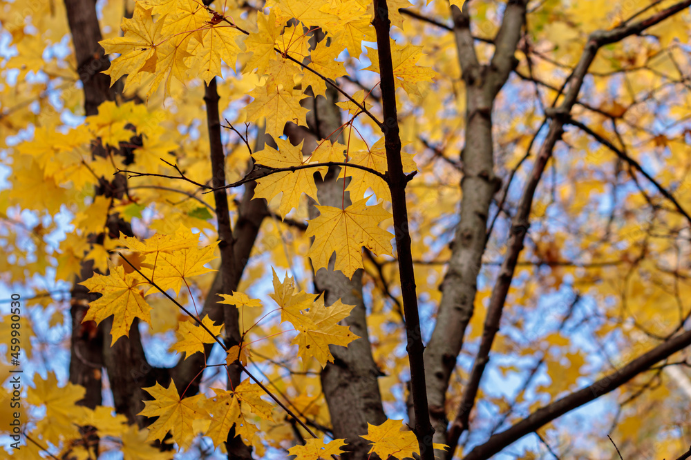 Branch with autumn leaves in the forest