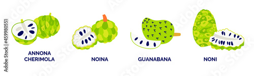 Set of exotic fruits. Vector illustration. Annona cherimola, noina, guanabana, noni. Whole and half tropical fruits isolated on white background