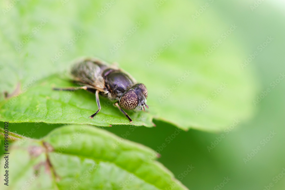 Syrphid Fly Eristalinus aeneus sitting on green leave Syrphid Fly Eristalinus aeneus sitting on green leave