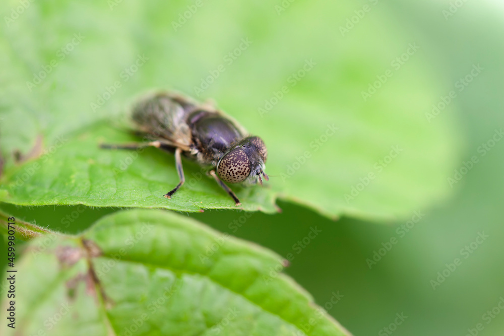 Syrphid Fly Eristalinus aeneus sitting on green leave