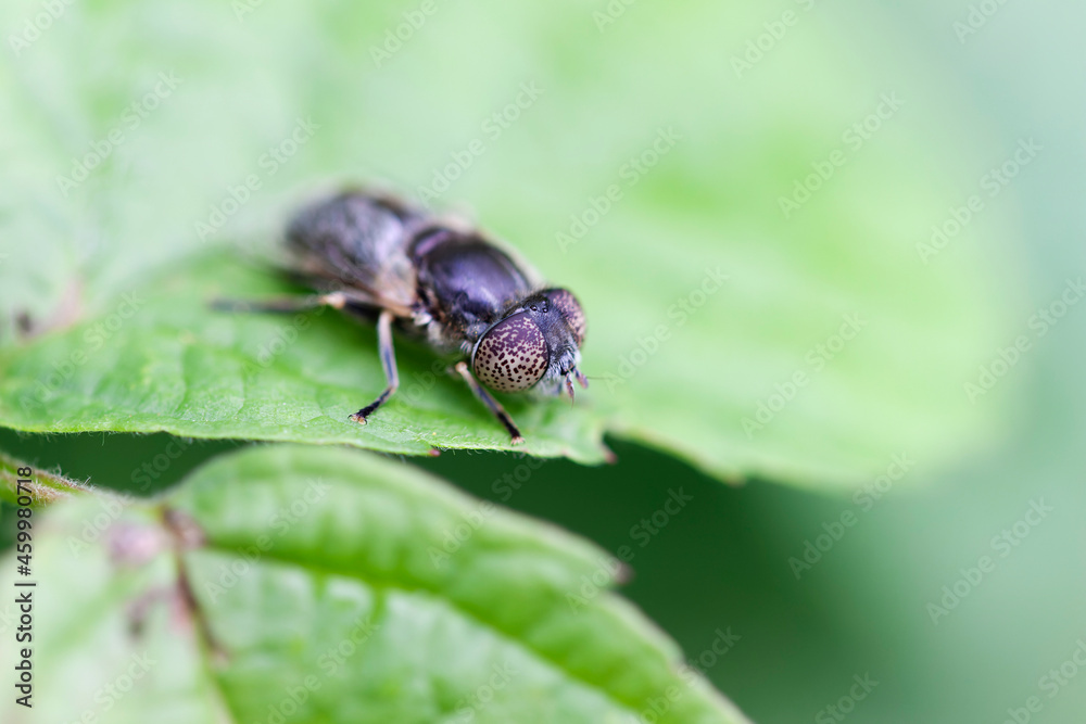 Syrphid Fly Eristalinus aeneus sitting on green leave Syrphid Fly Eristalinus aeneus sitting on green leave