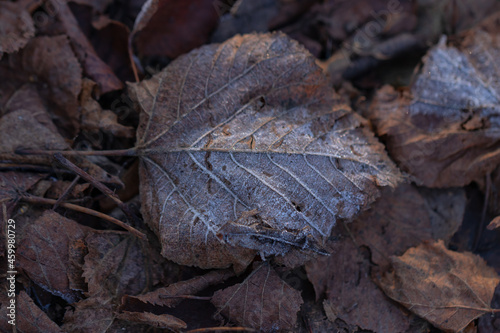 Frost covered autumn leaves