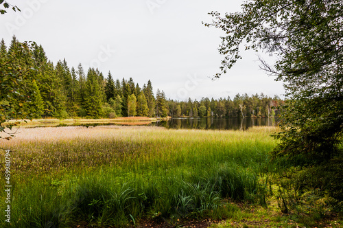 étang de la gruère, la gruère, See, Moorsee, Moor, Weiher, Hochmoor, Wanderweg, Spazierweg, Wald, Waldweg, Wasserpflanzen, Torfmoos, Jura, Naturschutz, Sommer, Herbst, Herbstfarben, Schweiz
