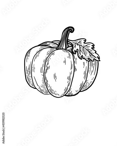Pumpkins set with sketch liner isolated on white background illustration for ...
