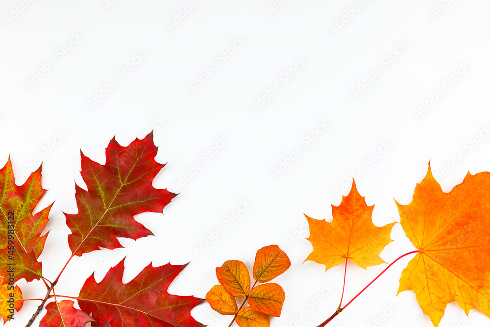 yellow and red autumn leaves on white background yellow and red autumn leaves on white background