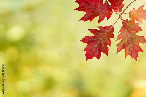 red autumn leaves on blurred autumn background