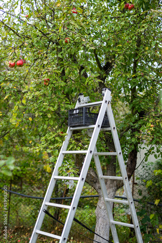 Ripe juicy red apples hanging at the tree in garden. Summer sunny day in the fruit garden. Agriculture concept Ripe juicy red apples hanging at the tree in garden. Summer sunny day in the fruit garden. Agriculture concept