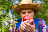 Senior man worker smells apple while picking up fruits in his orchard. Farming and agricultural business concept
