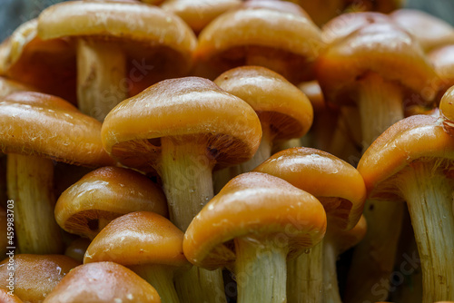 Close up of a large group of orange mushrooms growing close together