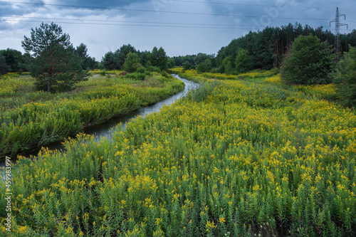 Scenic rural landscape with river passing trough blooming goldenrod (solidago) field photo