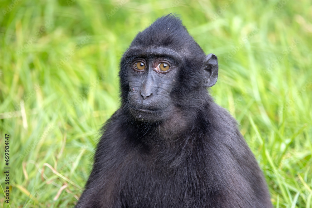 Obraz premium Closeup photo of a crested macaque (Macaca nigra) looking at camera