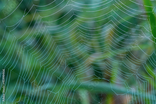 Pearl-like dew drops hanging on the silky strings of a spider's net. Networking and connection concept photo