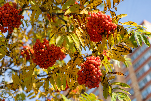 Bright orange rowan berries on branches. Autumn series.