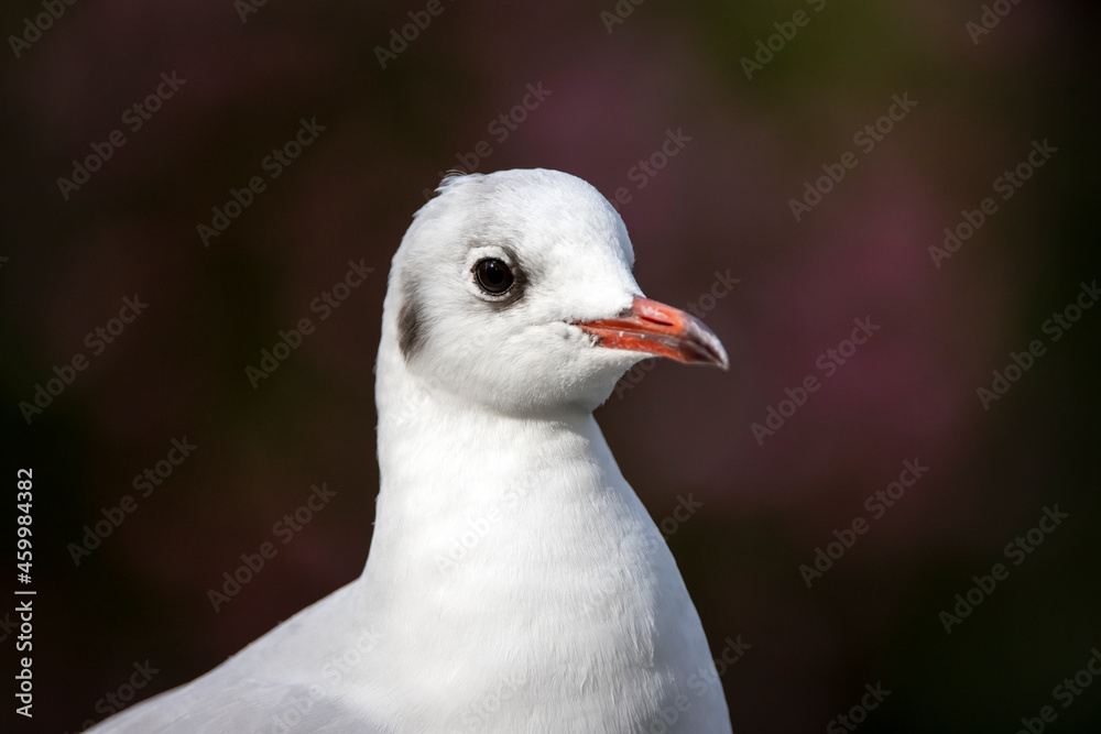 Closeup photo of black-headed gull (Chroicocephalus ridibundus)