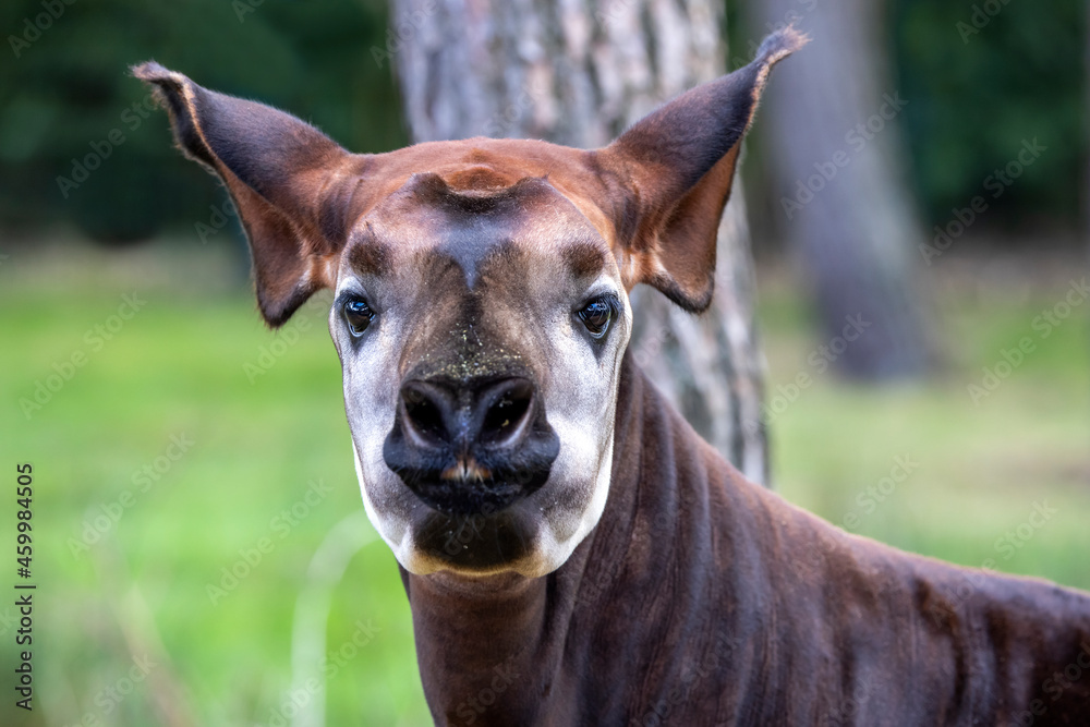 Obraz premium Closeup photo of okapi, artiodactyl mammal that is endemic to the northeast Democratic Republic of the Congo in central Africa