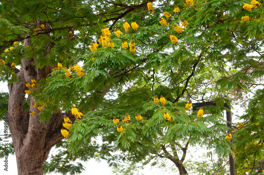 Arvore com flores amarelas na praça Stock Photo | Adobe Stock