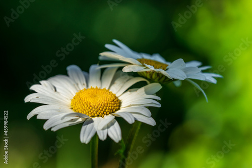 Close up of two marguerite flowers in sunlight