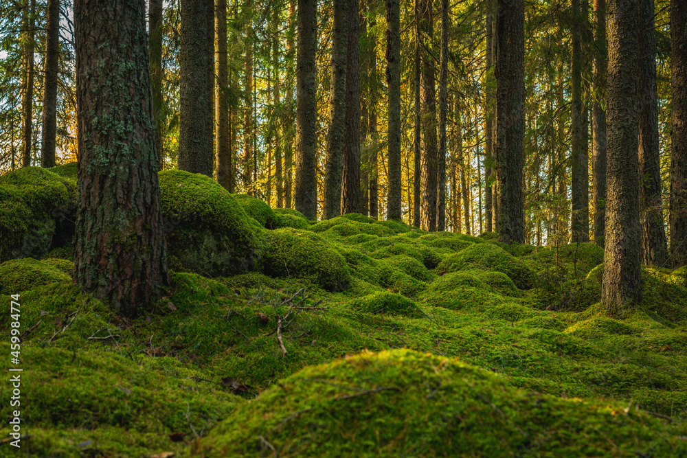 Elvish pine and fir forest with green moss covering the forest floor