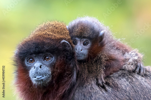 close up photo of cute Coppery titi (Plecturocebus cupreus) with a baby photo