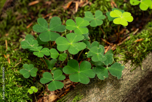 Close up of a cluster of green clover (Trifolium) plants growing on a deadwood tree trunk covered with moss in forest, Teutoburg Forest, Germany