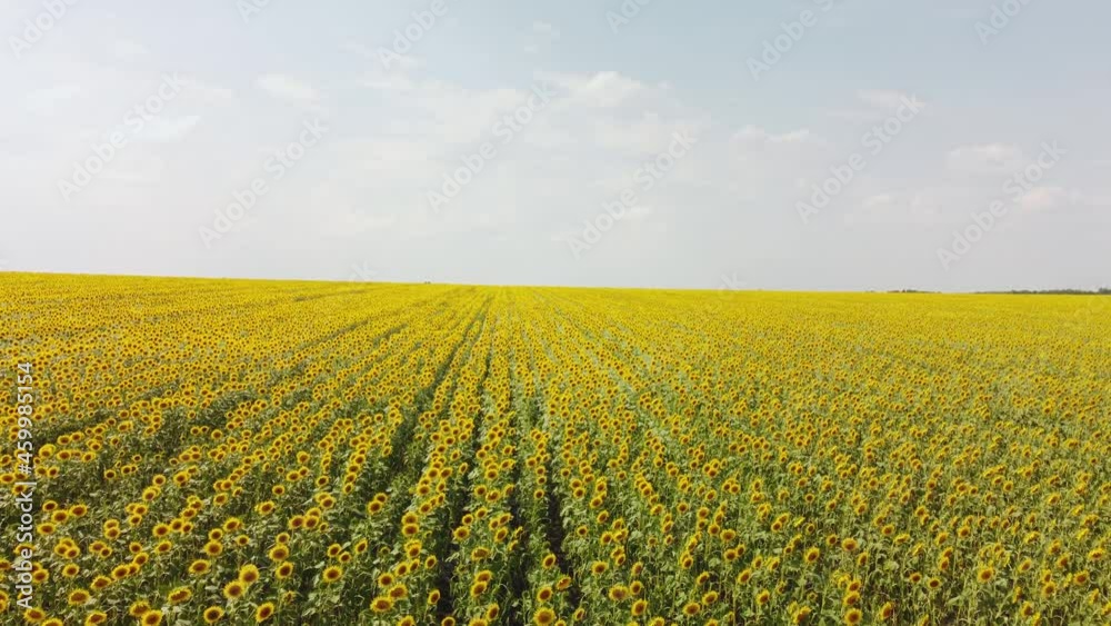Top view of a field with a sunflower. video from a drone Top view of a field with a sunflower. video from a drone