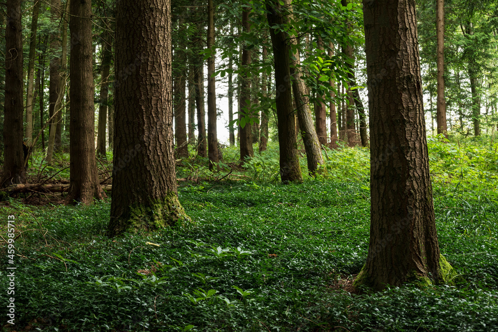 Mystic coniferous forest with moss-covered tree trunks and green overgrown forest floor in beautiful light, Bad Pyrmont, Weserbergland, Germany Mystic coniferous forest with moss-covered tree trunks and green overgrown forest floor in beautiful light, Bad Pyrmont, Weserbergland, Germany