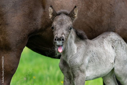 One day old Icelandic horse foal with mouth open and tongue out, making a face to the camera