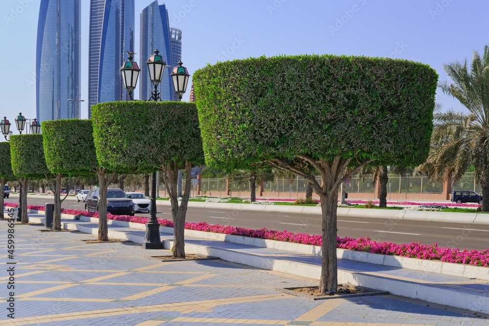 Shaped trimmed ornamental topiary trees alley along road walkway in Abu