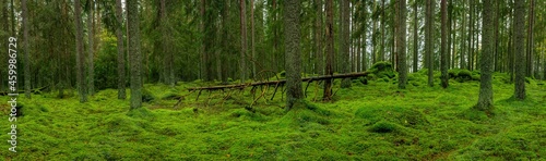 Wide panorama view of an old fir forest in Sweden with the forest floor covered with thick green moss