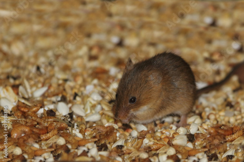 Eurasische Zwergmaus / Eurasian harvest mouse / Micromys minutus