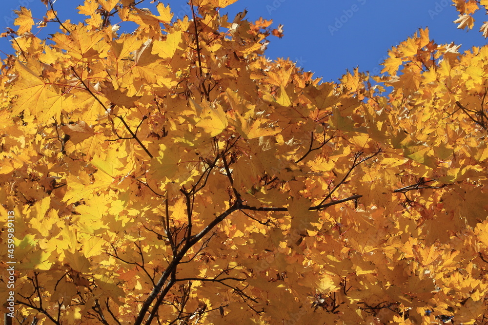 Yellow maple leaves, illuminated by the sun, against a blue sky. Background texture of yellow leaves.