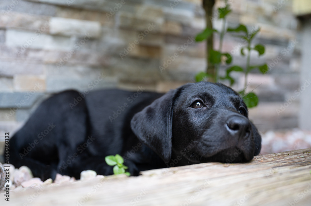 Black labrador puppy lying on a porch