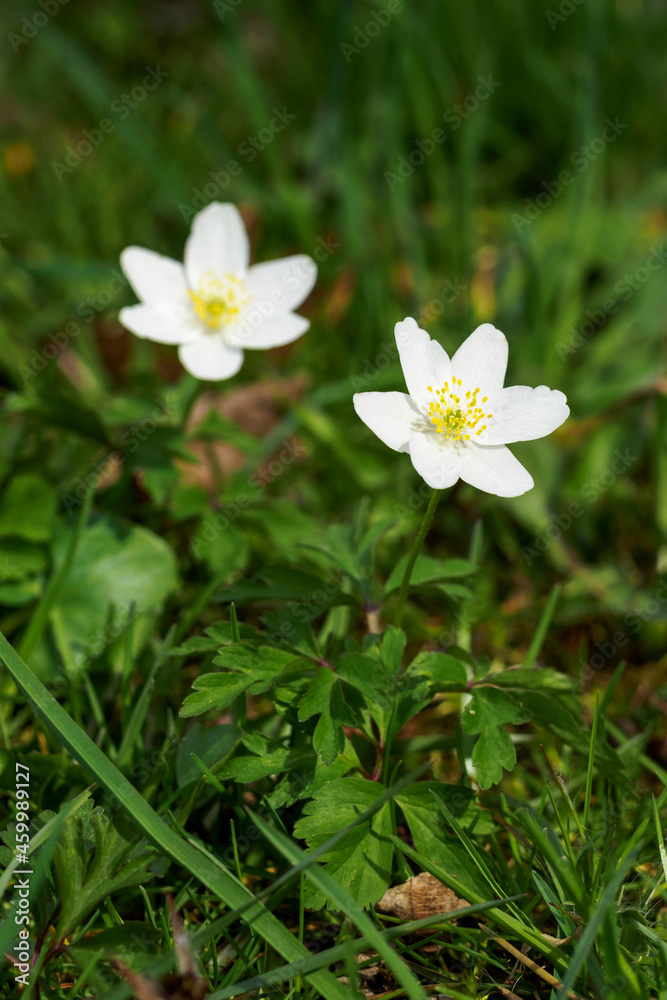 Two forest anemone flowers with green leaves. Two forest anemone flowers with green leaves.
