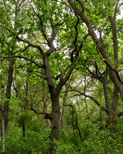 Old oaks of Letea forest in Danube delta, Romania
