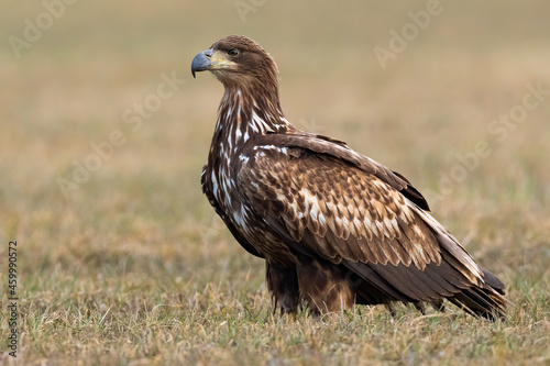 Young white-tailed eagle  haliaeetus albicilla  standing on field in spring. Juvenile bird of prey looking on grassland. Immature feathered predatorstaring on dry meadow.