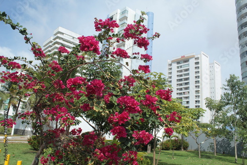 Pink Bouganville flowers on a tree decorating an urban area, with buildings in the background, in the city of São Luís MA, Ponta D'areia neighborhood © Fernando de Jesus