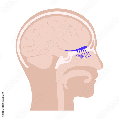 Olfactory nerve anatomy