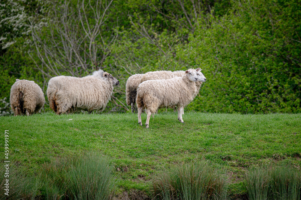 Fototapeta premium Flock of sheep